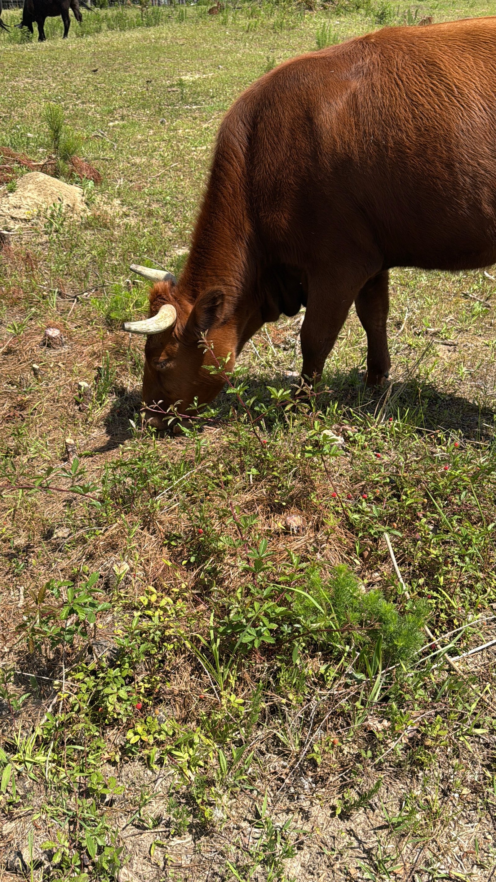 Pineywoods-influenced River Cade Farms cow on pasture